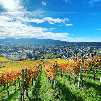 Steimer Weinbau in Wettingen, Switzerland