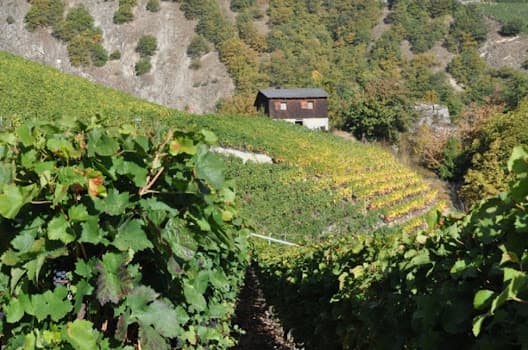 Cave Pierre et Dominique Luisier in Saillon, Switzerland