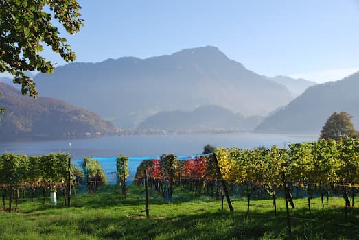 Weingut Kastanienbaum AG – Luzerner Weine (ehm. Weinbau Ottiger) in Kastanienbaum, Switzerland
