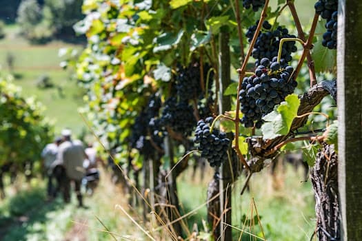 Tschäpperliweine in Aesch, Switzerland