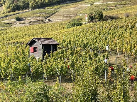 BagnoudVins Régis et Simon Bagnoud in Flanthey, Switzerland