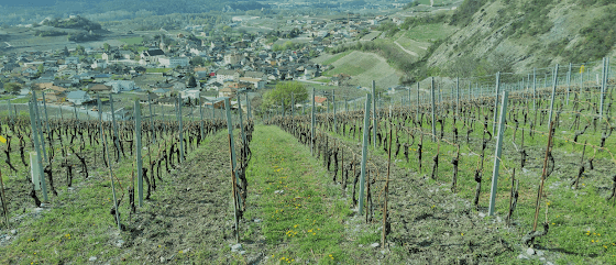 Cave Adamare in Salgesch, Switzerland