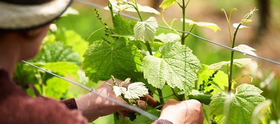 Domaine Hôpital de Soleure in Le Landeron, Switzerland
