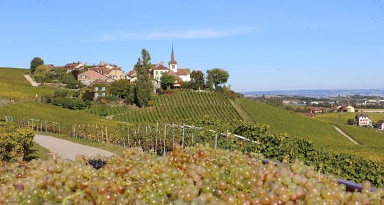 Cave Mon Pichet in Féchy, Switzerland