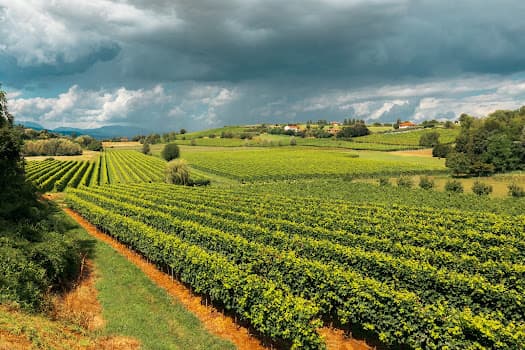 Prosecco 500 in Bedano, Switzerland