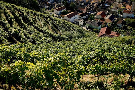 Haldemann Vini in Gudo, Switzerland