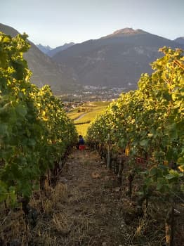 Cave de la Pierre in Venthône, Switzerland