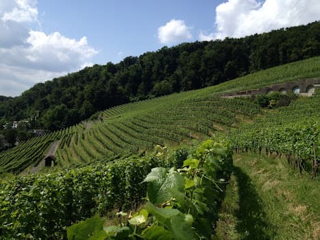 Vineyard Goldwall in Ennetbaden, Switzerland
