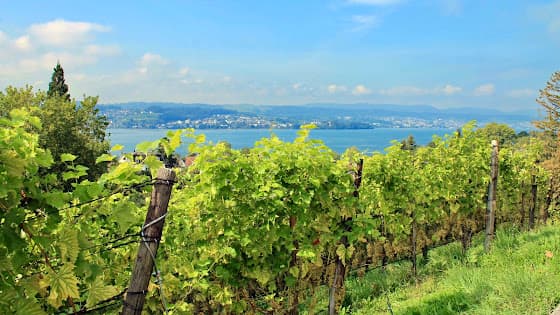 Hirschi Weinbau in Männedorf, Switzerland