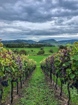 Weingut Heuberger AG in Bözen, Switzerland