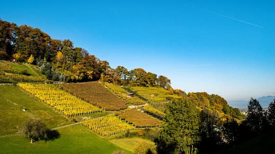 Weingut Herzog in Thal, Switzerland