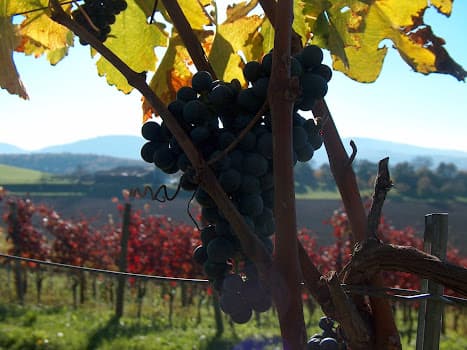 Fehr & Engeli Ueken AG | Der Fricktaler Weinbaubetrieb in Ueken, Switzerland
