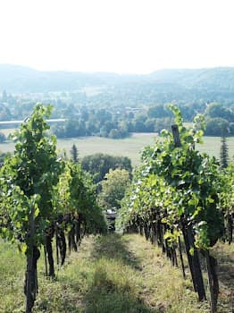 Weingut Riehen AG in Riehen, Switzerland