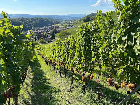Baumgartner Weinbau AG in Tegerfelden, Switzerland