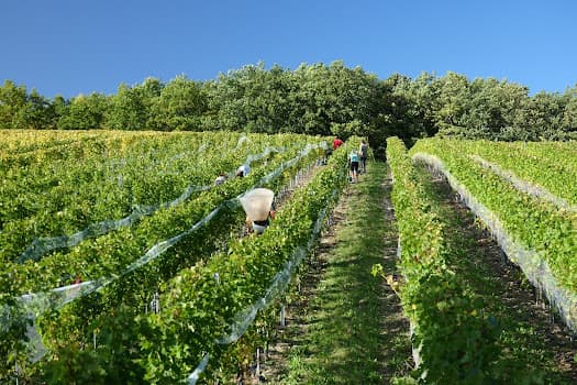 Château des Bois in Satigny, Switzerland