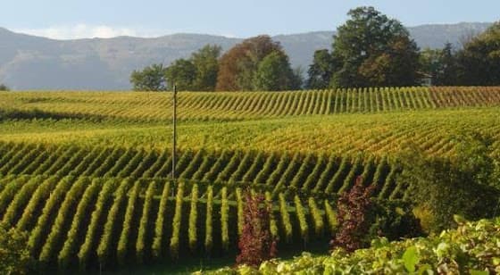 Domaine Les Perrières in Satigny, Switzerland
