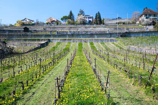 Domaine Jean Duboux in Bosshard, Switzerland