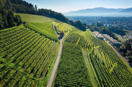 Weingut Schmidheiny in Heerbrugg, Switzerland