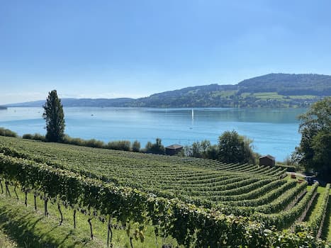 Weingut Lindenmann in Seengen, Switzerland
