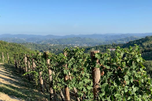 Preli Weingut Piemont in Stansstad, Switzerland