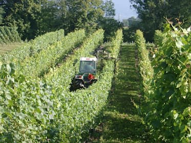 Geneva, wine region, Switzerland