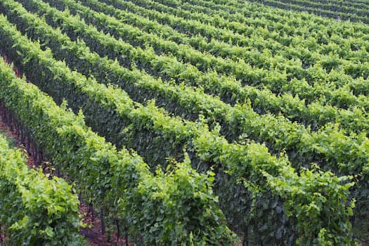 Terre d'autunno in Lumino, Switzerland