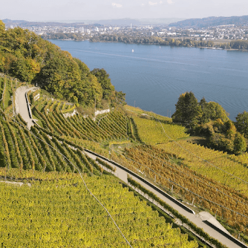 Weinbau Cordula Morgenegg-Posch in Tüscherz-Alfermée, Switzerland