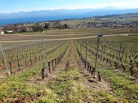 Domaine Chamvalon Famille Patrice et Tanguy Rolaz in Gilly, Switzerland