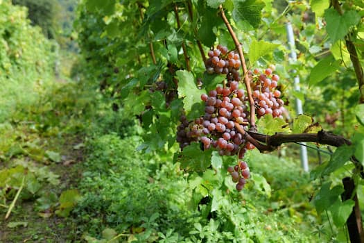 Les vins de René Dubois (Famille Dubois) in Ollon, Switzerland