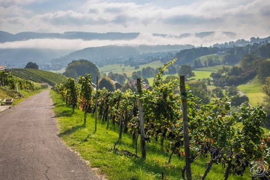 KLUS 177 - biodynamisches Weingut, Eventlocation in Aesch, Switzerland