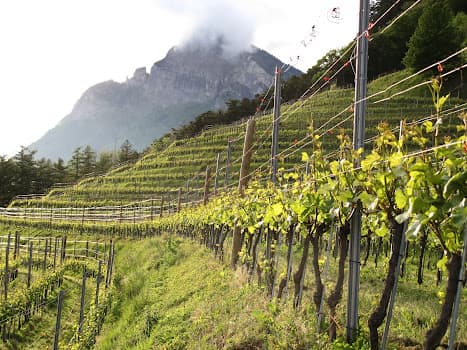 Weingut Roman Hermann in Fläsch, Switzerland