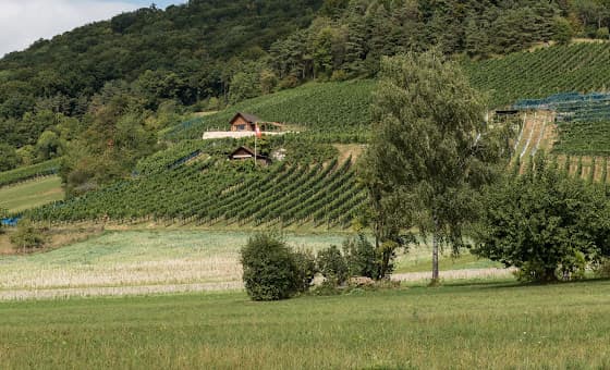 Wehrli Weinbau AG in Küttigen, Switzerland