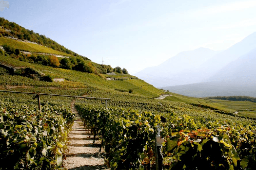 Winery C. Varonier & Sons Ltd. in Varen, Switzerland