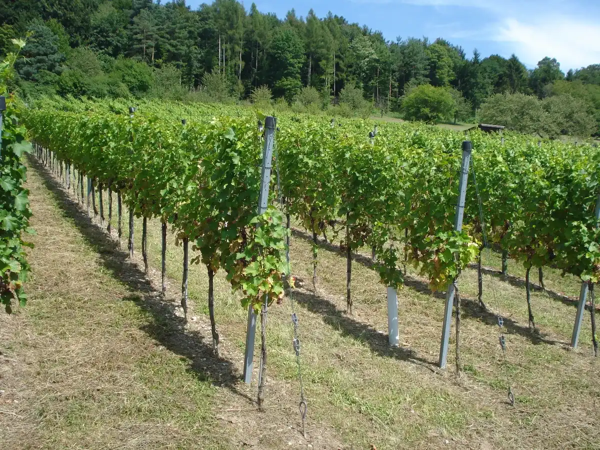 Weinbau Peter Freiermuth in Zeiningen, Switzerland