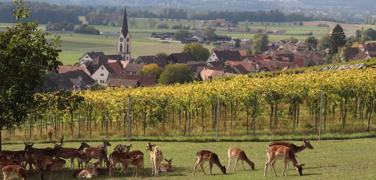Weingut Strasser in Benken, Switzerland